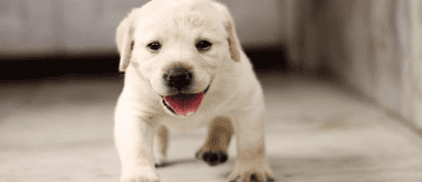 Conoce cuál es el precio del labrador retriever Todo lo que tienes que saber del labrador retriever antes de adoptar uno