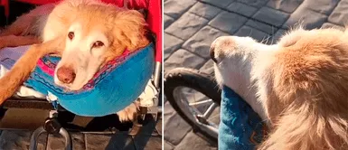 Perrito se emociona al pasear con su dueña en el coche. Joven le compró un coche a su perro anciano: "Ellos dan todo"
