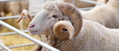 Carnero es sentenciado a tres años de prisión. Un carnero es sentenciado a 3 años de prisión por matar a una mujer