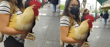 El gallito enterneció a miles de usuarios en Twitter. Joven pasea con su gallo en Jesús María y cautiva a miles en redes sociales