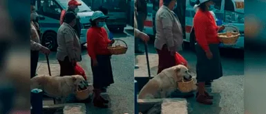 Perrito cuida a su dueña cuando ofrece en la pista. Perro lleva la canasta de su dueña y le ayuda a vender en la carretera