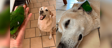 El perro y la cotorra se volvieron mejores amigos. Perrito salva a lorita herida en su patio y se convierte en su mejor amiga