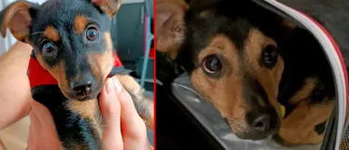 Coco ha generado una ola de concientización en Argentina, ya que las autoridades no quieren aceptar el ingreso Argentina: perrito 'Coco' está varado en el aeropuerto de Ezeiza | VIDEO