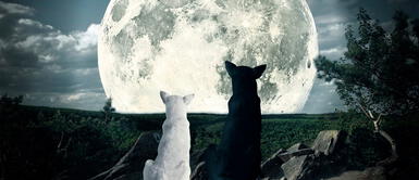 Uno de los grandes misterios es la actitud de los perros en épocas de luna llena ¿Por qué la luna llena podría afectar el comportamiento de los perros?