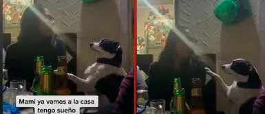 Perrito es viral tras pedirle a su dueña el regreso a casa Perrito fue con su dueña a una fiesta y le pide regresar a casa: "Mami, tengo sueño" | VIDEO