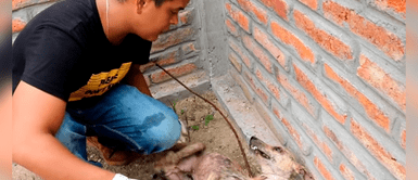 Perrito estuvo muy desnutrido y con problemas de piel. Perro abandonado fue encontrado desnutrido, pero tiene cambio radical