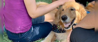 Perritos consuelan a familias que perdieron a sus niños en tiroteo. Perros de consuelo llegan a Uvalde para ayudar a sanar tras tiroteo: “Amor incondicional”