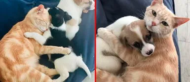 La tierna Kathryn generó buena afinidad con los perritos y los engríe como si fuera sus crías. Gata perdió a sus crías, pero luego adoptó a 3 perritos y los cuida como si fueran suyos