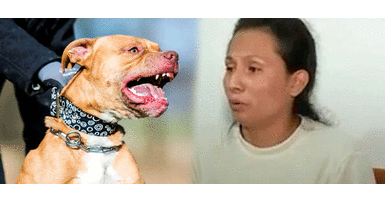 El lamentable hecho sucedió en el distrito limeño de El Agustino Madre y su hijo con autismo sufrieron ataque de pitbull: "Intentó matar a mi niño"