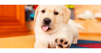 Serán 89 perritos y 51 gatitos beneficiados por la campaña 'Donar es de patas' Lanzan campaña para ayudar a más de 100 mascotas sin hogar