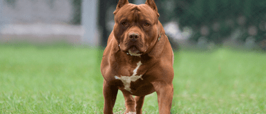 Muere bebé de dos años tras ser atacado por un pitbull: No había ningún adulto en su casa Muere bebé de dos años tras ser atacado por un pitbull: No había ningún adulto en su casa