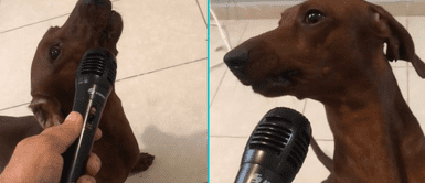 Perrito enamora en redes sociales con su gran talento. Perrito enternece en redes sociales al 'cantar' en karaoke con su dueña