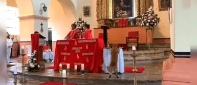 Perrito moría de hambre y aprovechó la distracción de las personas. Perrito ingresa a una iglesia y se lleva el pan de la misa: "El sí lo merece"