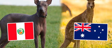 Perro peruano advierte al canguro australiano previo al repechaje al Mundial Qatar 2022 Perro peruano alienta a la selección: "¡Parado y sin pelo!" | FOTO