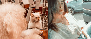 Melissa Paredes se muestra cariñosa con su gatito. Melissa Paredes comparte tierno momento con su gato: "¿Qué haces?"