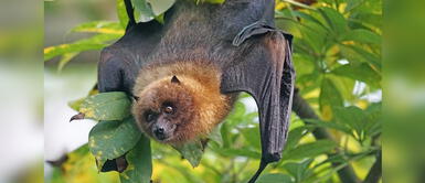 Conoce dónde reportar hallazgos de animales silvestres. Reportan aumento de murciélagos en varios distritos de Lima