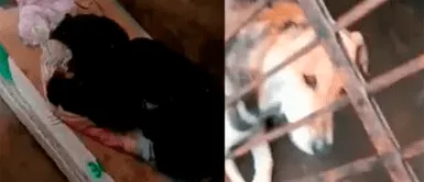 Perritos se encontraban encerrados con cartones. Denuncian al municipio de Surquillo por crueldad animal a perritos rescatados