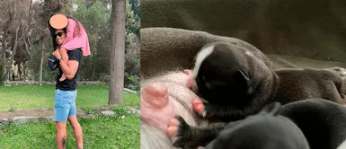 Rodrigo Cuba es un petlover y sus fotos en redes lo demuestran. Rodrigo Cuba revela que tendrá un perrito: "Contando los días para verte"