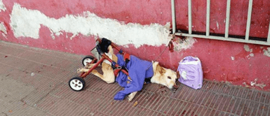 Perrita Luna pasó los momentos más felices antes de morir. Perrita discapacitada fue abandonada con una desgarradora nota y sus pañales