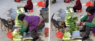 Perrito enamora al comprar sus verduras en redes sociales. Perro hace las compras en el mercado y sorprende al elegir sus productos