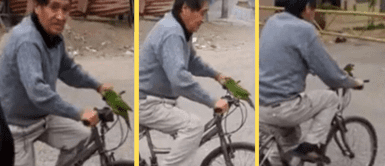 Anciano decidió pasear con su mascota amada. Adulto mayor pasea a su lorito en su bicicleta y ave la hace de claxon