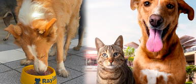 La cita será en Larcomar, el primer centro comercial ‘pet friendly’ de Miraflores Miraflores: presentan campaña de adopción este fin de semana