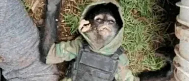 Matan a mono con chaleco antibalas en un sangriento tiroteo contra narcos Matan a mono con chaleco antibalas en un sangriento tiroteo contra narcos