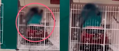 Ladrón intenta robar una casa y se queda incrustado en las varillas: Ladrón intenta robar una casa y se queda incrustado en las varillas: "Gritaba de dolor"