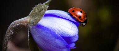 Las mariquitas tienen muchos significados postivos en torno al amor y la buena suerte en el hogar. ¿Es verdad que las mariquitas atraen la buena suerte en el amor y el hogar?