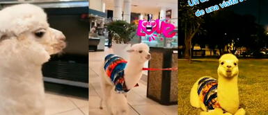 Tayron es el nombre de la alpaca bebé que se convirtió en la sensación durante su visita al Jockey Plaza. Joven se entera que el Jockey Plaza es ‘Pet friendly’ y lleva a su alpaca bebé a pasear al lugar