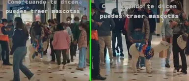 Los visitantes no dudaron dos veces para acercarse y engreír al animalito. Tierna llamita se luce junto a su dueña en conocido centro comercial de Lima | VIDEO