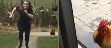 Gallo hizo lo impensado con su mamá humana. Joven despierta a su gallo y este animalito la sigue molesto para cobrar 'venganza'
