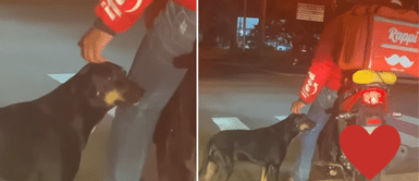 Perrito buscaba amor en personas de la calle. Perrito callejero pide cariño a un repartidor de comidas en un semáforo y joven vuelve para adoptarlo