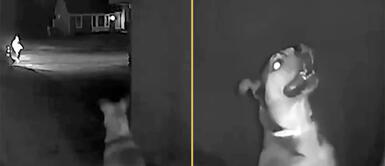 Perrito creyó que encontraría a sus dueños en casa. Perrito se escapa de hospedaje canino para volver a su hogar, pero no encuentra a sus amos