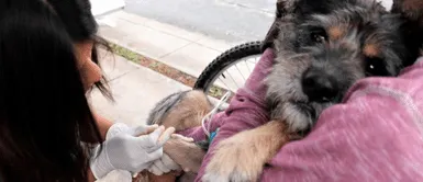 Se han registrado 17 casos de rabia canina en Arequipa este año. Más de 100 puntos de vacunación gratuita contra la rabia en Juliaca