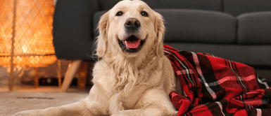 Especialista brinda poderosos consejos durante invierno. ¿Es recomendable abrigar a nuestra mascota en estos días fríos?