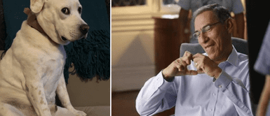 Perrito tiene impresionante reacción al oír Mujer pone "Mi bebito fiu fiu" a máximo volumen y su perrito tiene impactante reacción