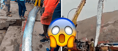 Pesadores capturan pez remo que sería señal de terremotos y tsunamis: conoce por qué Pescadores capturan pez remo que sería señal de terremotos y tsunamis: conoce por qué