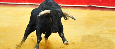 Qué significa soñar con un toro negro. Soñar con un toro negro: Conoce todos sus significados de acuerdo al contexto del sueño