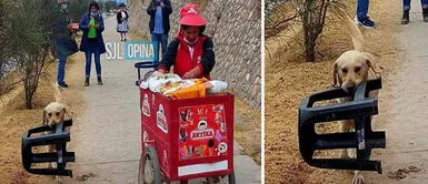 Perrito ayuda a su dueña a vender helados y enternece las redes Perrito ayuda a su dueña a vender helados y enternece las redes