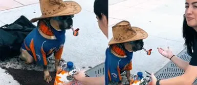 Perrito aprendió a dar la patita y cargar una pipa en su hocico. Perrito habilidoso solo da la patita a personas que le ponen dinero en su potecito