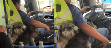 Los perritos quedaron quietos cuando su papá trabajaba. Conductor de bus trabaja junto a sus perritos y cautiva en redes sociales