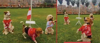 Perritos se roban los corazones de todos los cibernautas de TikTok Perritos izan la bandera por Fiestas Patrias y usuarios reaccionan: "Aman a su país" | VIDEO