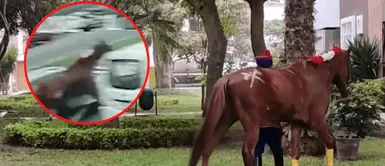 Caballito se asustó al ver un helicóptero en Pentagonito. Tizneo, el caballo que huyó del Pentagonito durante ensayos por Fiestas Patrias