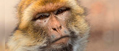 El primate media casi medio metro. Japón: Capturan y matan a un macaco que atacaba a los habitantes de un pueblo