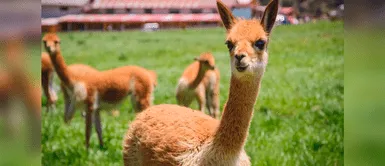 La vicuña es un animal diurno y muy sociable. Fiestas Patrias: conoce las especies de fauna más emblemáticas del Perú