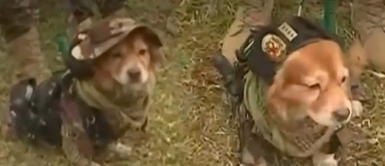 El 'Chato' fue una de las estrellas de la Gran Parada Militar Perrito es la gran atracción de la Parada Militar: "Tiene su pistola y puede ir al Vraem"