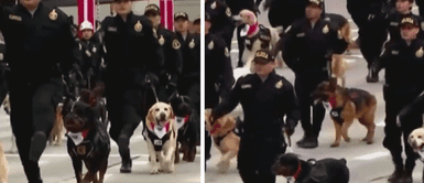 Así fue el desfile de la Brigada Canina de la Policía Nacional |VIDEO| Así fue el desfile de la Brigada Canina de la Policía Nacional |VIDEO|