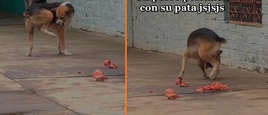 Perrito no dejaba de ladrar a su patita. Perrito se pelea con su propia patita y causa sensación en las redes