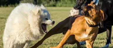 Descubre el significado de soñar con perros peleando agresivamente. ¿Sabes qué significa soñar con perros peleando entre sí? La respuesta te impactará